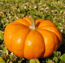 an orange pumpkin is sitting in the grass surrounded by green leaves .