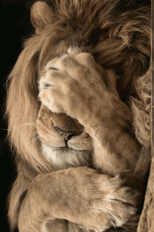 a lion is covering its face with its paw