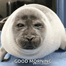 a picture of a seal that says good morning on it