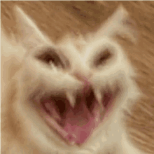 a close up of a cat 's face with its mouth open and sharp teeth .