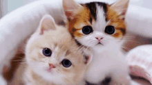 two kittens are sitting next to each other in a white basket .