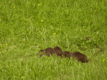 a group of small brown animals are laying in the grass