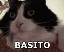 a black and white cat is laying down on a carpet with the word basito written on it .