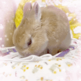 a small brown rabbit is laying on a blanket with a yellow pillow in the background