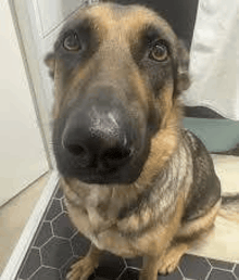 a german shepherd dog is sitting on the floor looking at the camera .