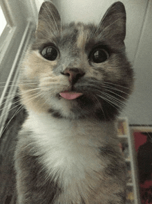 a cat sticking its tongue out looking at the camera