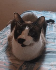 a black and white cat laying down on a bed