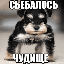 a small black and white puppy is standing in front of a foreign language caption