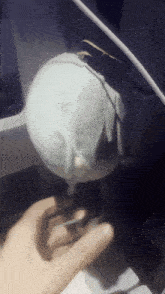 a person is holding a stuffed animal that looks like a penguin