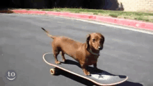 a dachshund is riding a skateboard with a converse logo on the side