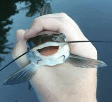 a person is holding a catfish in their hand with their mouth open .