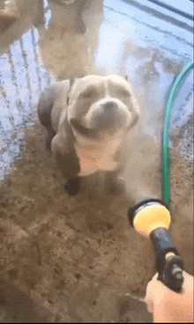 a dog is being sprayed with a hose