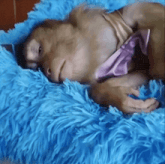 a monkey is laying on a blue blanket with a pink bow tie around its neck
