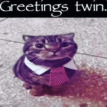 a cat wearing a shirt and tie with the words greetings twin on the bottom