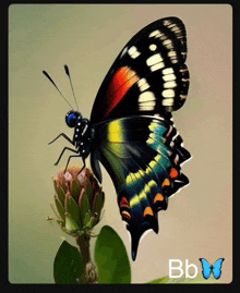 a colorful butterfly is sitting on a flower and the letters bb are below it