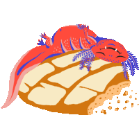 an axolotl laying on a piece of bread