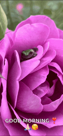 a frog sits on a purple rose with the words good morning