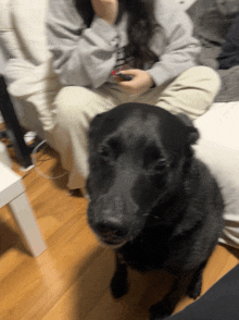 a woman sits on a couch while a black dog looks at the camera