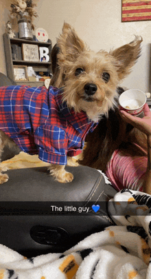 a small dog wearing a plaid shirt is sitting next to a woman holding a bowl