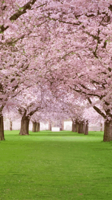 a row of pink cherry blossom trees along a lush green field