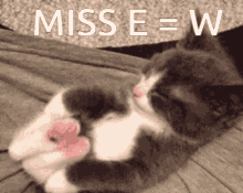 a gray and white cat laying on a bed with the words miss e = w above it