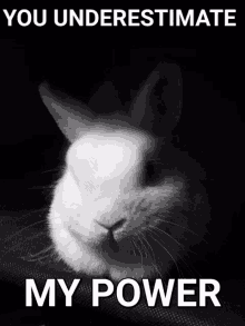 a black and white photo of a rabbit with the words " you underestimate my power " above it