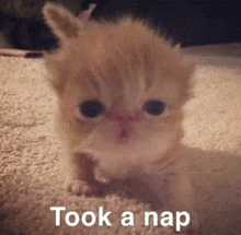 a small kitten is sitting on a carpet with the words took a nap written below it .