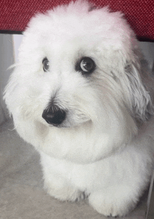 a small white dog with a black nose is sitting on a chair