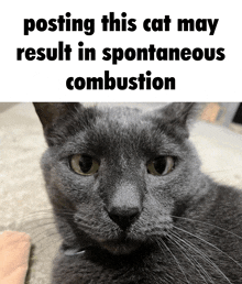 a picture of a cat with the words posting this cat may result in spontaneous combustion