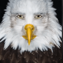 a bald eagle with a yellow beak and a black background