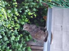 a cat is sitting on a gutter next to a hose