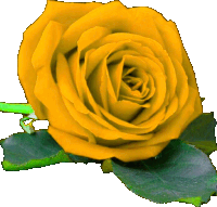 a close up of a yellow rose with green leaves on a white background