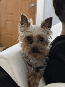 a small dog is sitting on a white couch