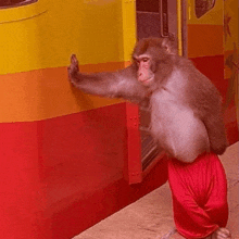 a monkey wearing red shorts is standing in front of a yellow and red train