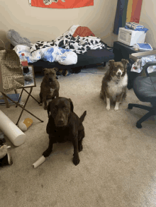 four dogs are sitting in a room with a rainbow flag hanging on the wall