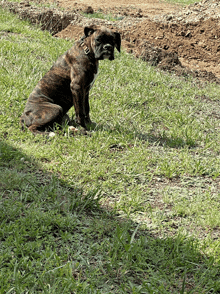 a brown boxer dog sitting in the grass