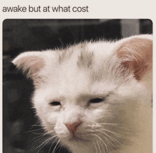 a cat is awake but at what cost