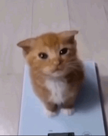 a kitten is sitting on top of a scale .