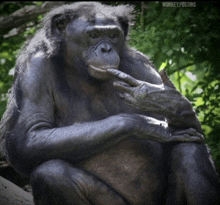 a chimpanzee sitting on a tree branch with monkey posting written above it