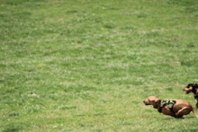 two dogs are running in a grassy field one is wearing a green vest