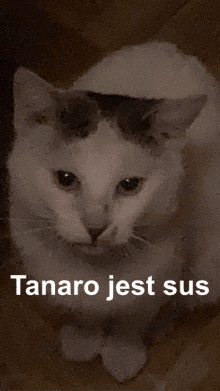 a picture of a cat with the words tanaro jest sus on the bottom