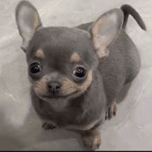 a small gray and brown chihuahua is looking up at the camera
