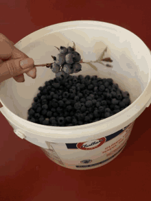 a person picking blueberries out of a bucket