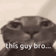 a close up of a cat 's face with the words `` this guy bro '' written in white letters .
