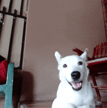 a white dog laying down with its mouth open and a chair in the background