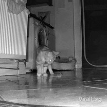 a black and white photo of a cat standing next to a washer and dryer with the words viralhog on the bottom