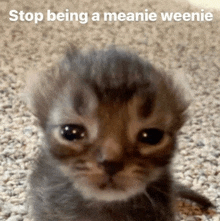 a kitten with the words stop being a meanie weenie on the bottom