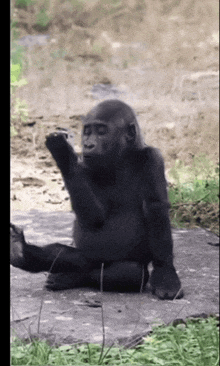 a gorilla is sitting on a rock with its paws up