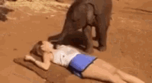 a woman is laying on the ground with a baby elephant standing next to her .