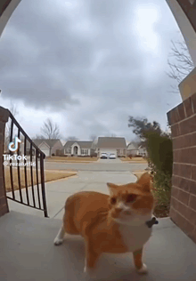 a cat standing in front of a door with tiktok written on the bottom